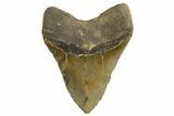 Serrated, Fossil Megalodon Tooth - North Carolina #328443-2
